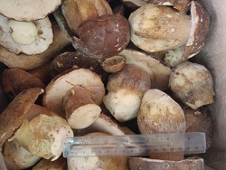 Porçini 2.Sınıf